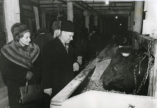 42 1960 62 Wallers inspecting cattle in Siberia ABR Online