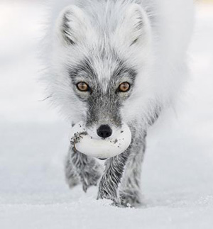 ABR Arts Wildlife Photographer of the year