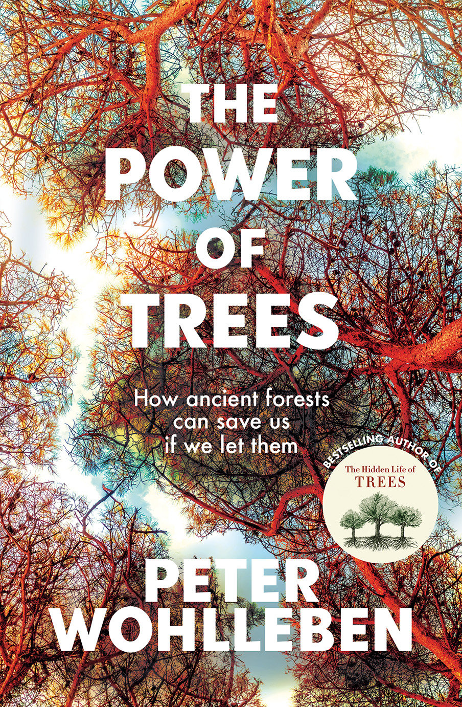 The Power of Trees: How ancient forests can save us if we let them