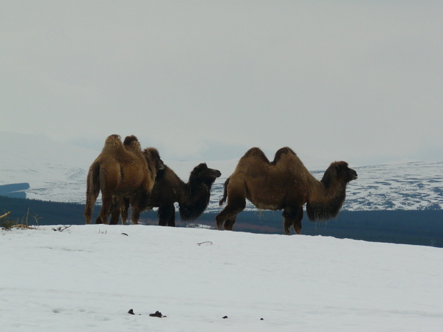 Bactrian Camels, native to Siberia (photograph by Sylvia Duckworth, source: geograph.org.uk Wikimedia Commons))