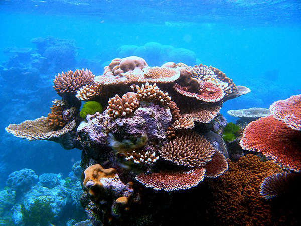 A variety of corals form an outcrop on Flynn Reef, Great Barrier Reef, Queensland (photograph by Toby Hudson via Wikimedia Commons)