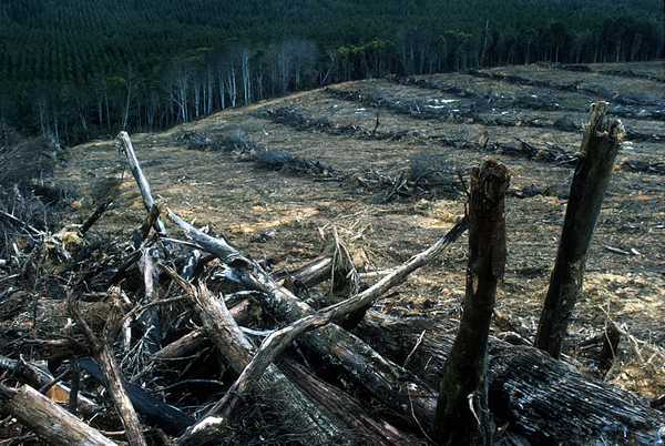 Clear felled eucalypt forest Tullah Tasmania courtesy of CSIRO via Wikimedia Commons