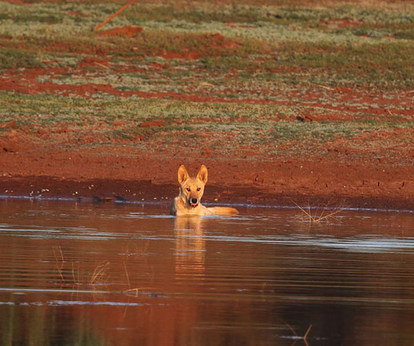 Dingo, Northern Territory, Australia (photograph by Christopher Watson)