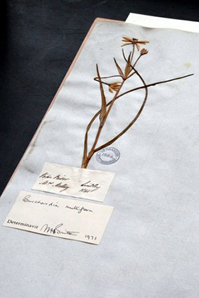 Specimen from Georgiana Molloy held in Kew Herbarium UK