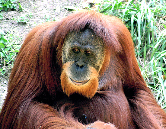Orangutan 01 550