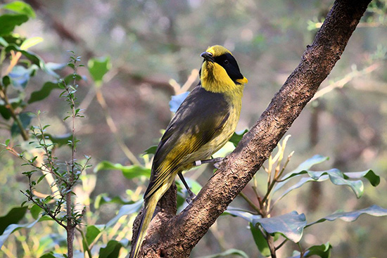 Helmeted Honeyeater at Healesville Sanctuary in Healesville Victoria Australia. Birds are being bred under a captive breeding program for reintroduction into the wild over time ABR Online