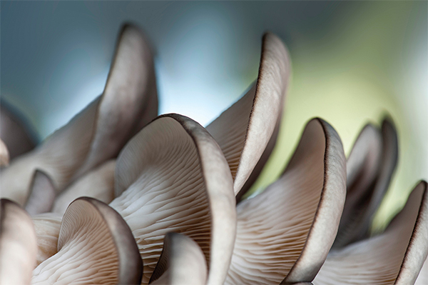 Detail of the fungus Pleurotus ostreatus (photo by Alison Pouliot)