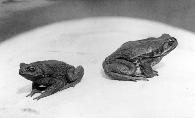Cane toads at the Meringa Sugar Experiment Station in North Queensland (photo by Queensland State Archives) 
