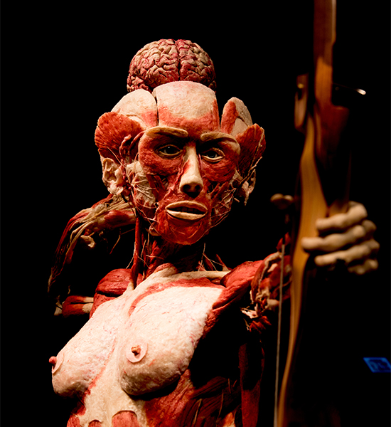 Gunther von Hagens’ BODY WORLDS, Institute for Plastination, Heidelberg, Germany, www.bodyworlds.com