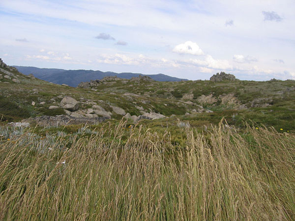 Kosciuszko National Park photograph by Cimexus via Wikimedia Commons