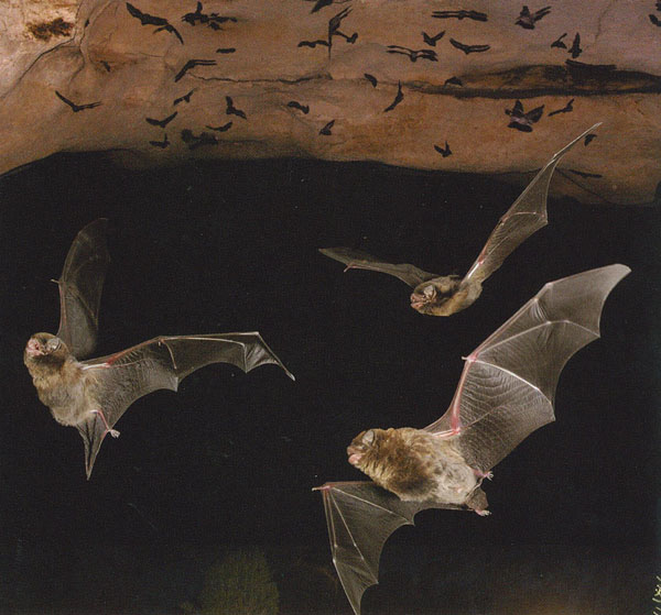 Composite photo of Southern Bentwing Bats Naracoorte Caves South Australia smaller