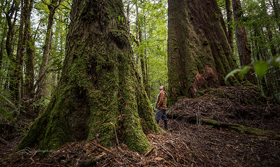 Que Rd Forest by Al Long 550