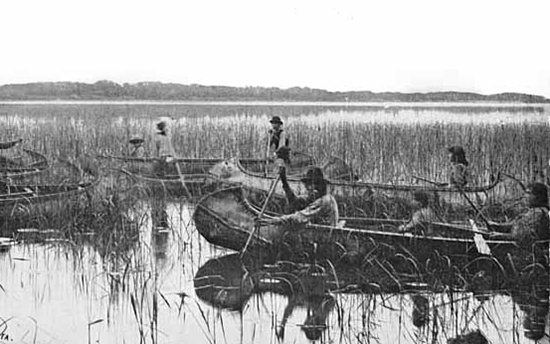 Manoomin picking 1905 Minnesota