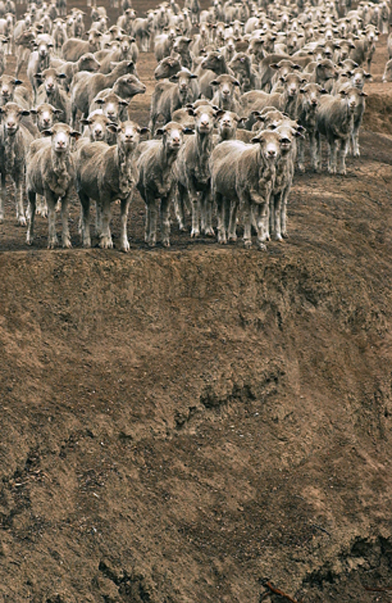 Drought-stressed livestock, Goulburn Catchment (photograph by Alison Pouliot)