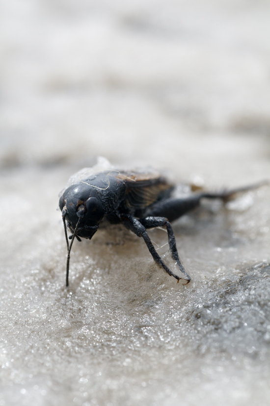 A cricket’s last steps in salt, Lake Corangamite (photograph by Alison Pouliot)