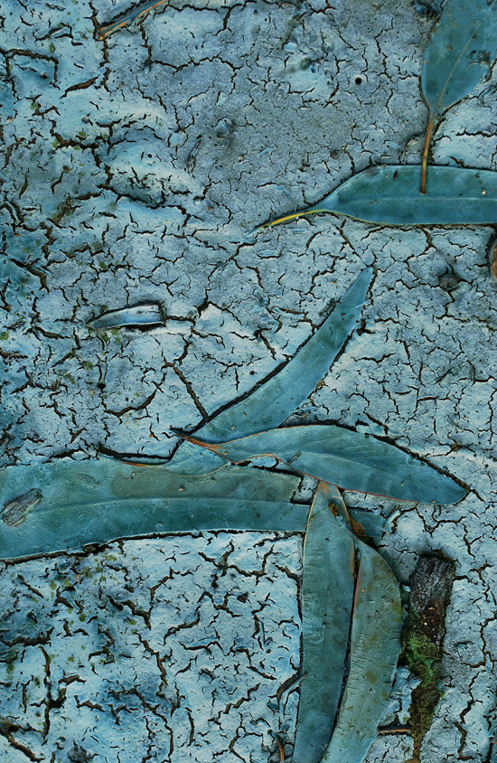 Blue-green Algae, Lake Hattah (photograph by Alison Pouliot)
