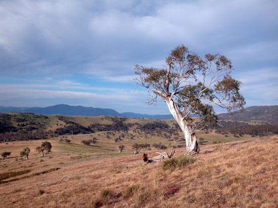 Snowgum by Steve Mathews