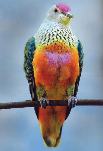The rose-crowned fruit-dove which is common in northern Australia