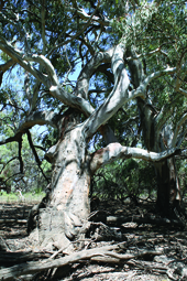 An Aboriginal marker tree at Chowilla Floodplain, South Australia, November 2011. The flexible branches of the young tree were deliberately intertwined so they would grow in a distorted, readily noticeable fashion. Such trees were signposts, signifying tribal boundaries, waterholes, or other important landscape features (photograph by Gavin Rees)