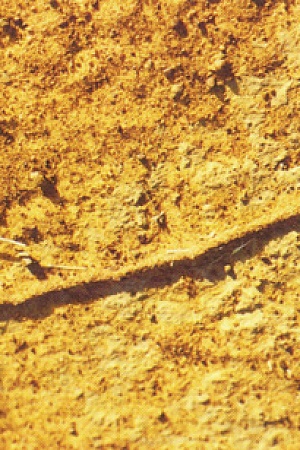 Ant track