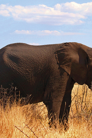 Sarah Day reviews ‘A Training School for Elephants’ by Sophy Roberts