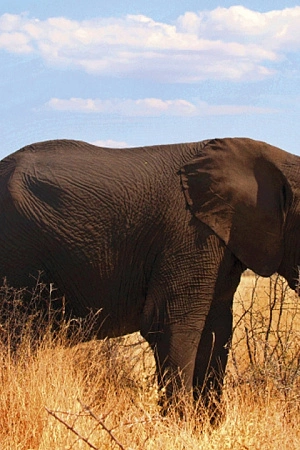 Sarah Day reviews ‘A Training School for Elephants’ by Sophy Roberts