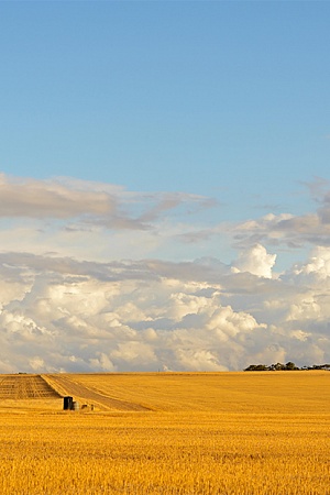 Wheatbelt of Western Australia (Jana Schoenknecht/Alamy)