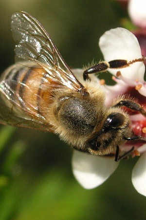 Honey bee on Geraldton Wax Flower, NSW, Australia (2005)