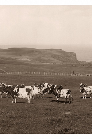 Gleneira - sepia