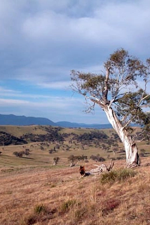 Snowgum by Steve Mathews