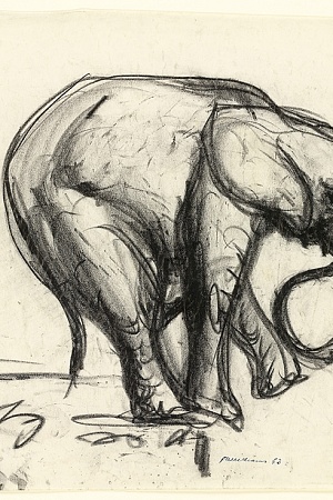 Fred Williams, Elephant,1953 (National Gallery of Victoria)