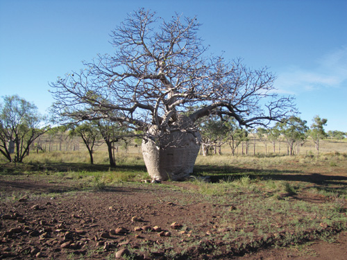 Boab tree