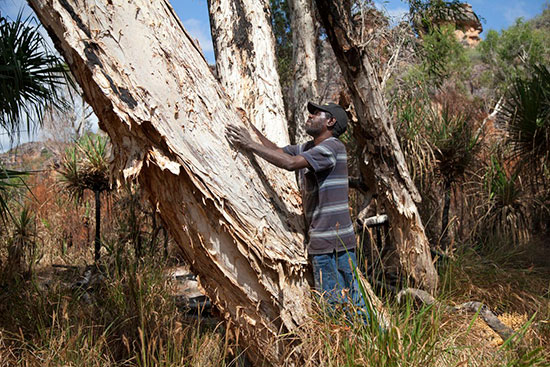 Isaiah Nagurrgurrba gathers paperbark to wrap the bones