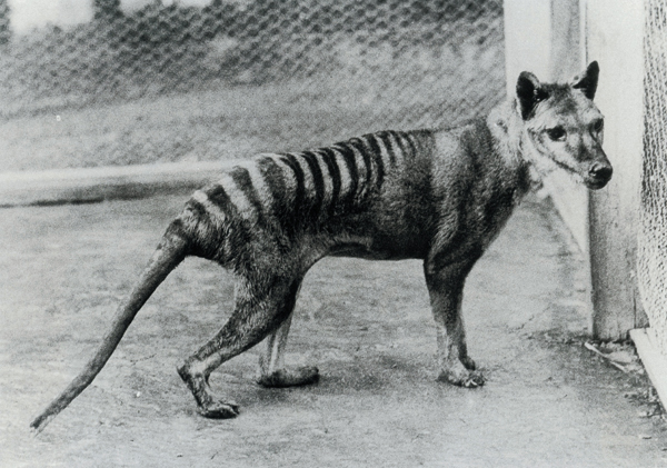 The last known Thylacine in a Hobart zoo – please attribute to Benjamin Sheppard