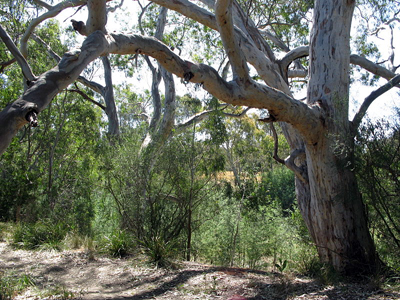 red gum cropped