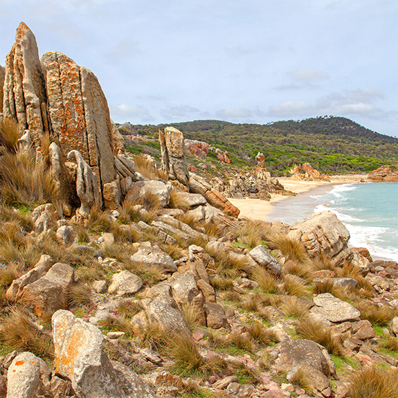 Tasmanian apocalypse