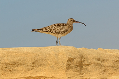 &#039;Curlew&#039;, a poem by Eileen Chong