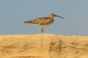 'Curlew', a poem by Eileen Chong