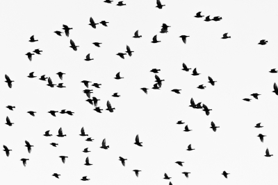 &#039;Birds&#039;, a new poem by Belinda Rule