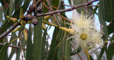 &#039;An evergreen canopy: The alluring and resilient eucalypt&#039; by Bianca Le