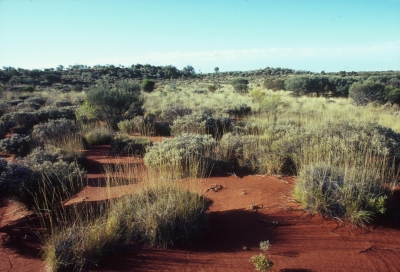 ‘How Australian Is It’ by Ihab Hassan