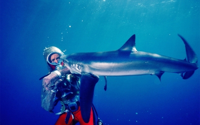 Such pretty teeth, dear: Sally Aitken&#039;s &#039;Playing with Sharks&#039;