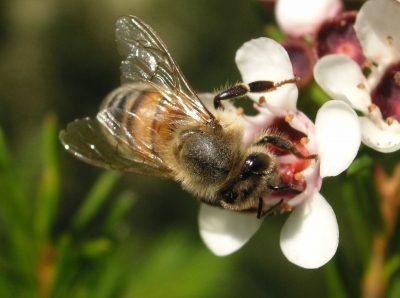 Honey bee on Geraldton Wax Flower, NSW, Australia (2005)