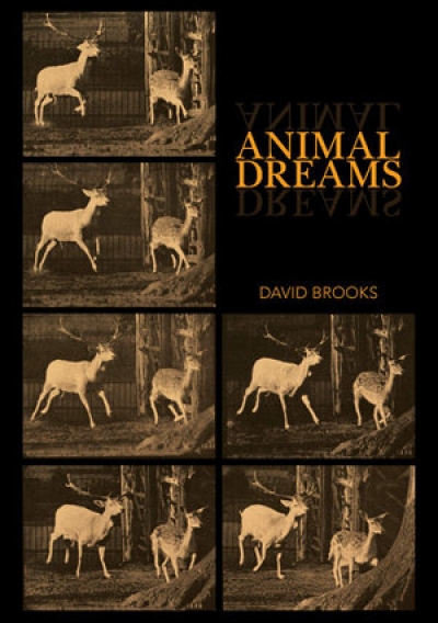Ben Brooker reviews &#039;Animal Dreams&#039; by David Brooks
