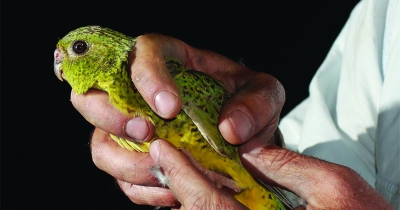 &#039;The Night Parrot: It’s a whitefella thing&#039; by Kim Mahood