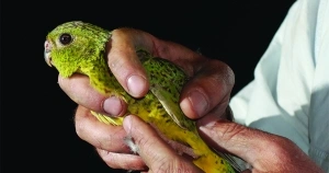&#039;The Night Parrot: It’s a whitefella thing&#039; by Kim Mahood