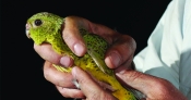 'The Night Parrot: It’s a whitefella thing' by Kim Mahood